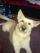 Schäferhund/Husky mix Dringend Preis Verhandelbar